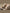 Recaro Xenon 1 i-Size Autostoel 40-125 cm - 360° Draaibaar - Elegant Beige