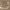 Sir Edward Fotobehang - Fantastic Forest Vintage Brown - Vliesbehang